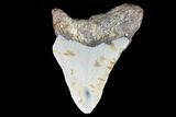 Bargain, Megalodon Tooth - North Carolina #76355-1